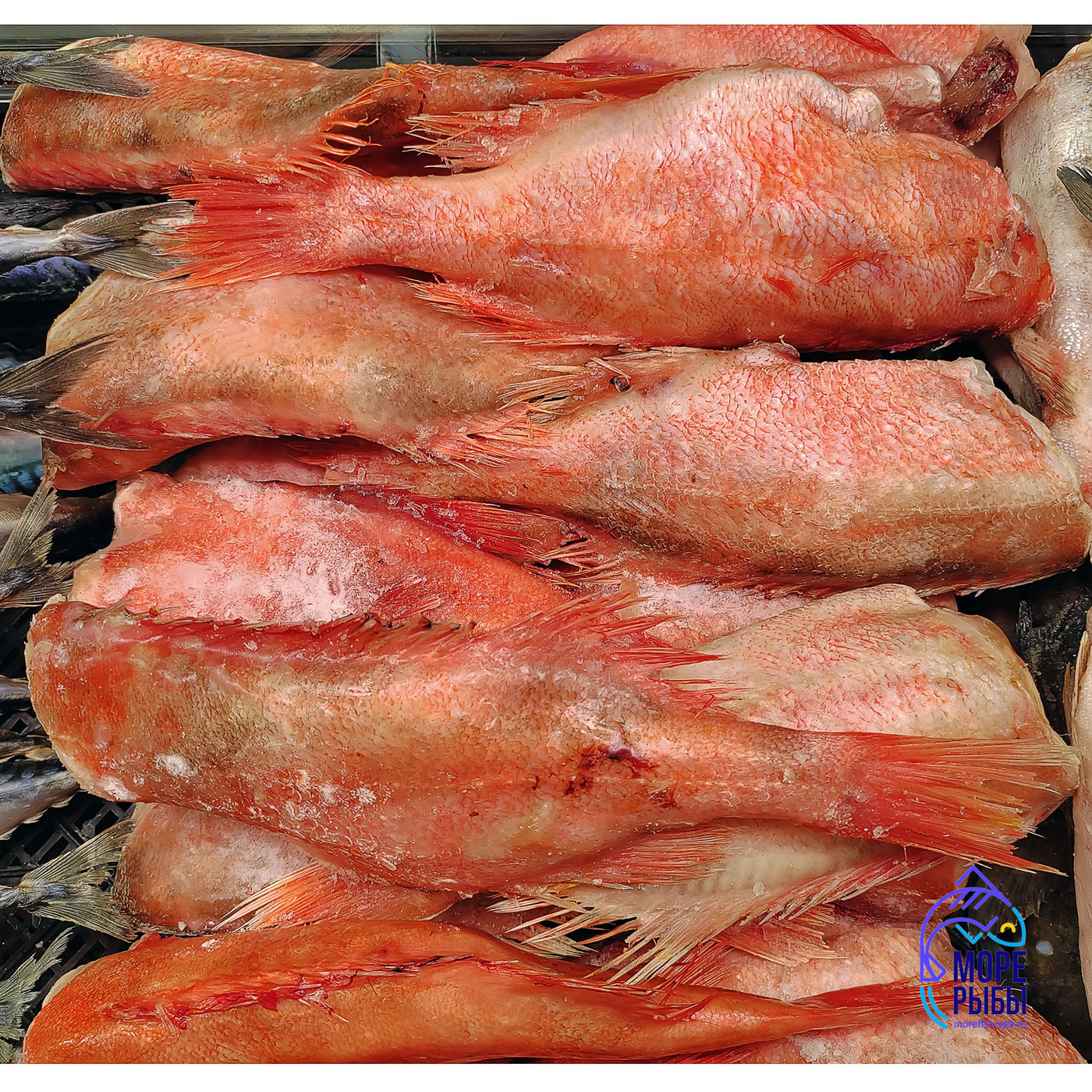 Купить окунь морской горячего копчения с доставкой по выгодной цене | FISH-PROM.RU