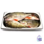 Свежий речной окунь