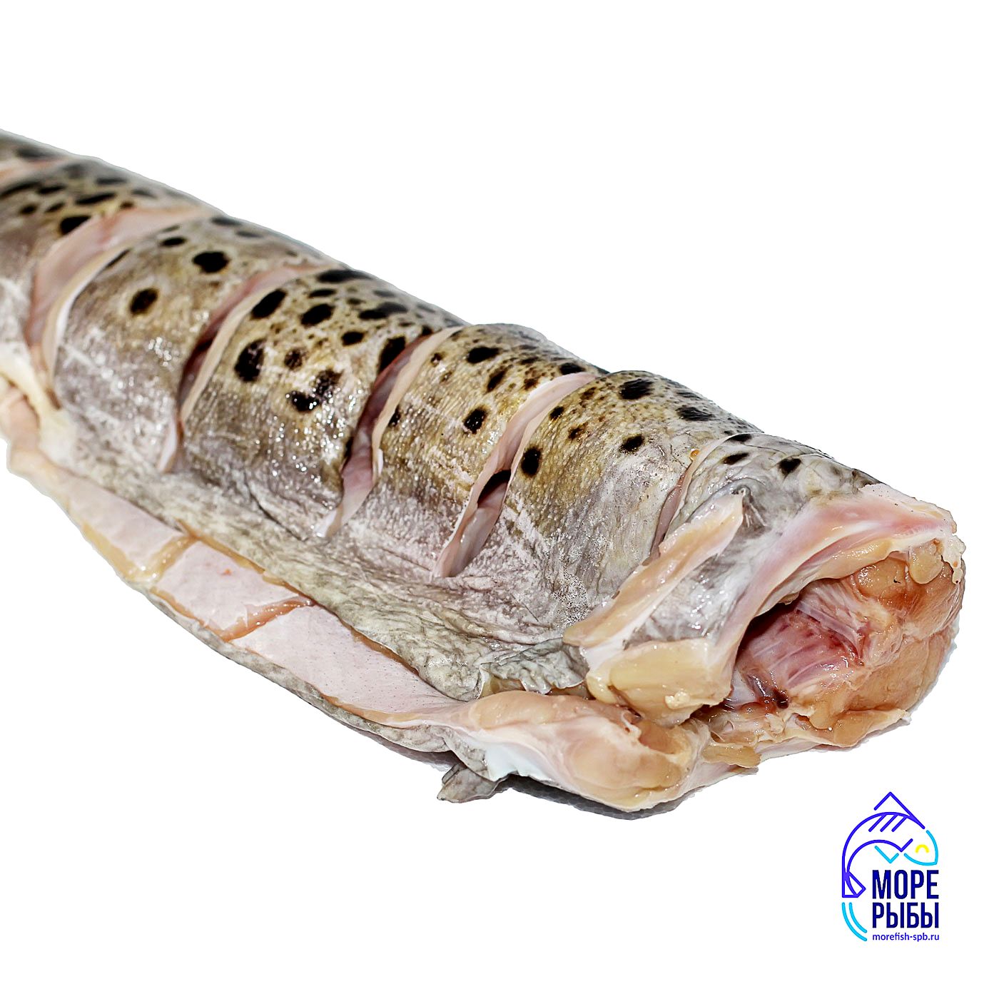 Диковинная зубатка — секреты приготовления, интересные рецепты, кулинарные нюансы FROST FISH