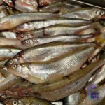 Свежая корюшка